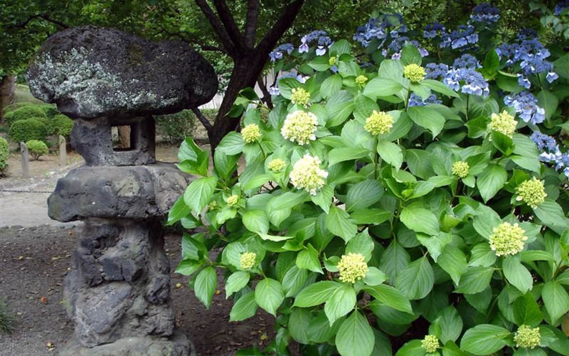 Stone lantern and hydrangeas