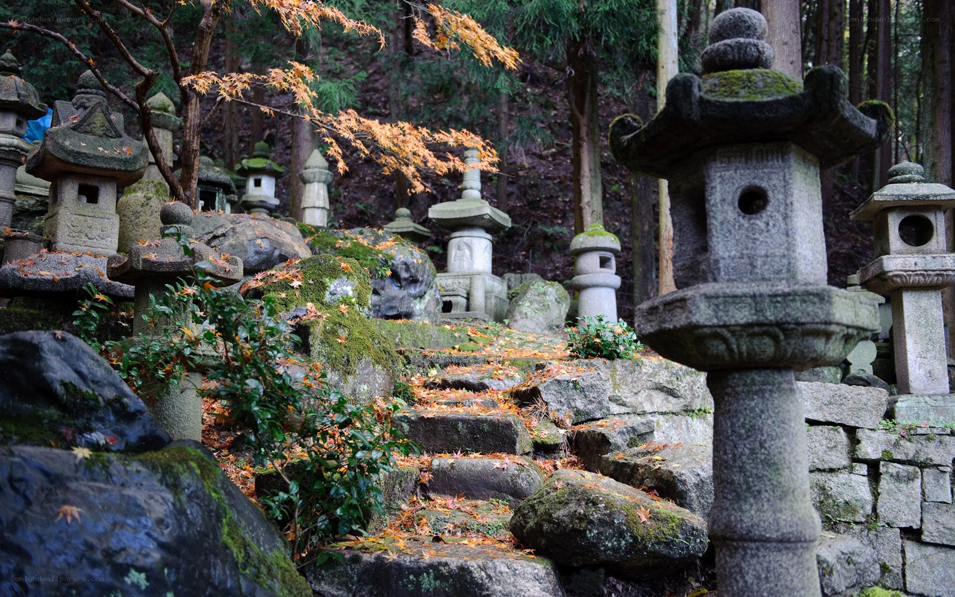 Stone lanterns in a forest garden