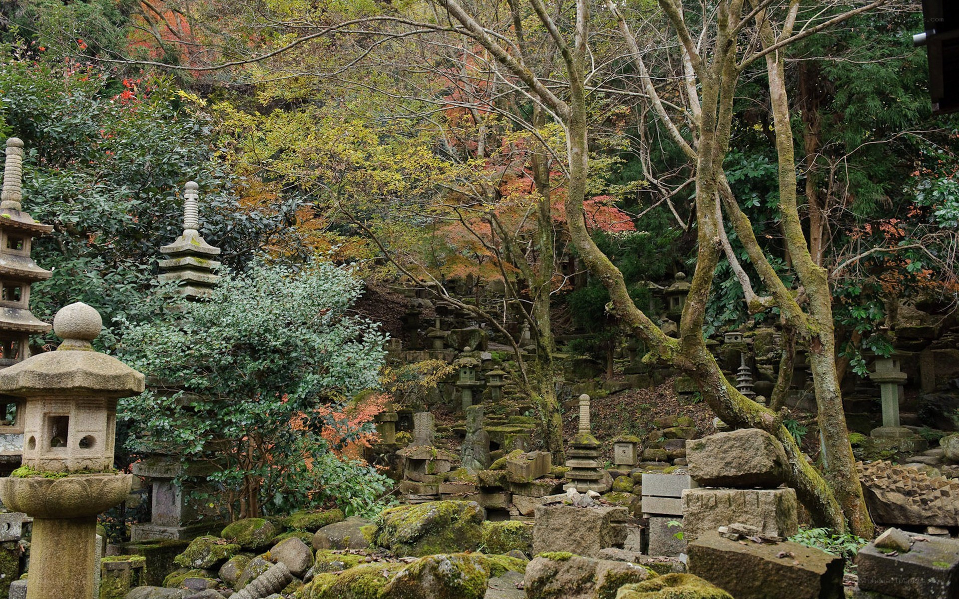 Stone lanterns in a forested garden