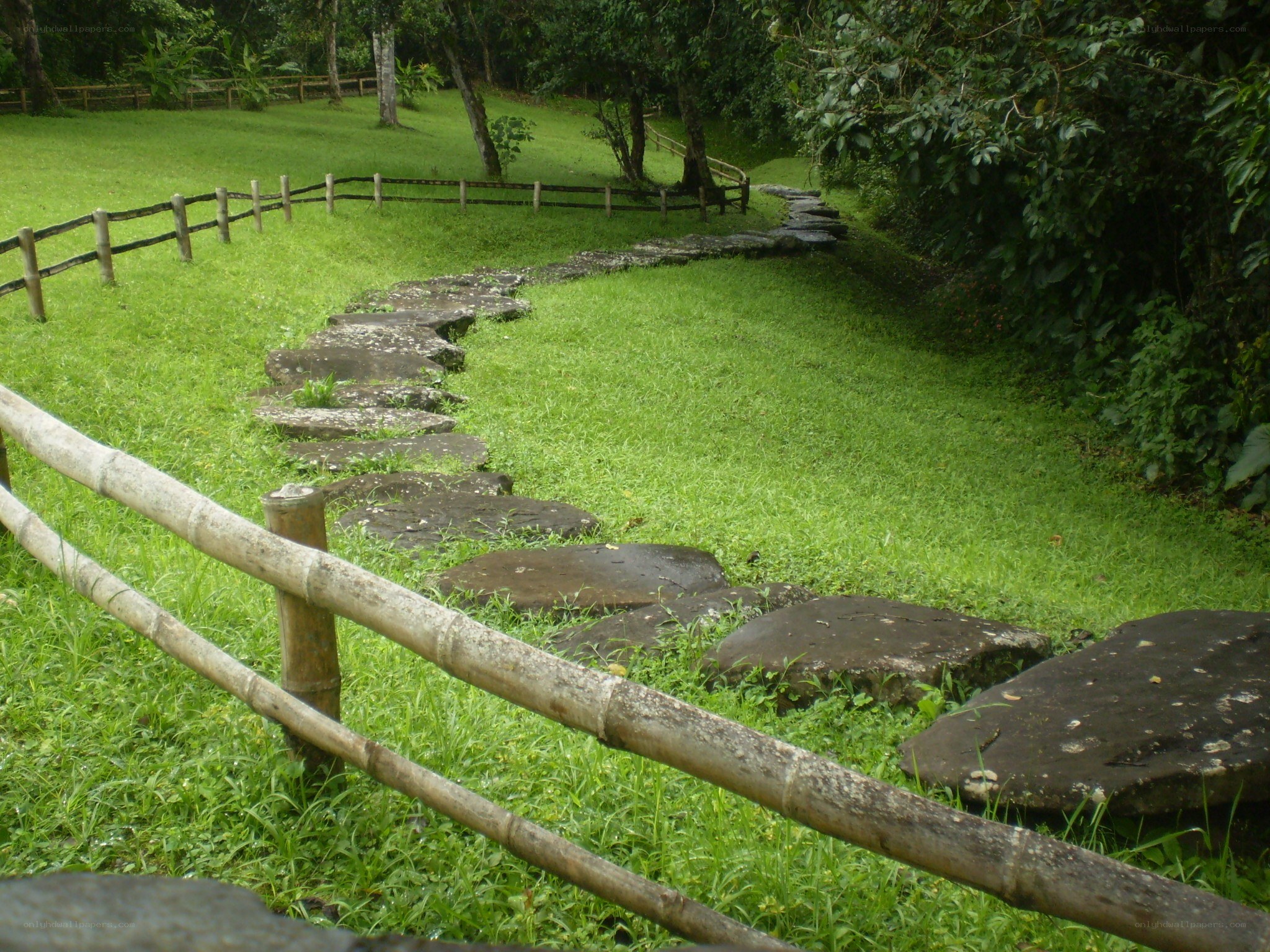 Stone path in a lush garden