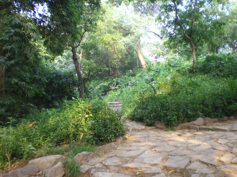 Stone path in a lush garden