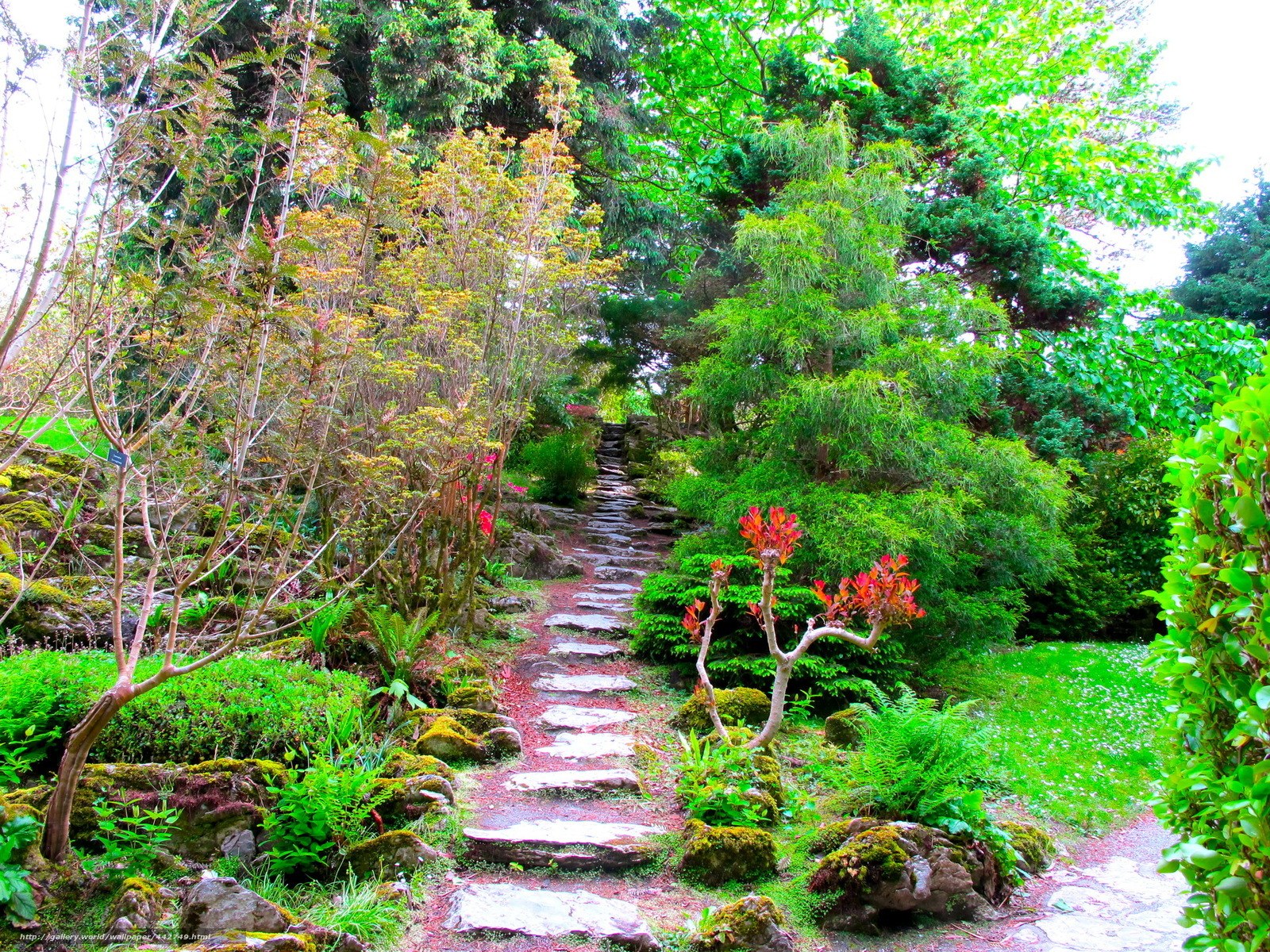 Stone path in a lush garden