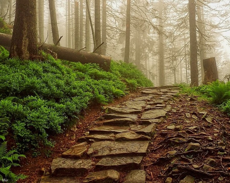 Stone path in a misty forest