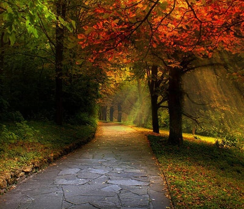 Stone Path in Autumn Forest