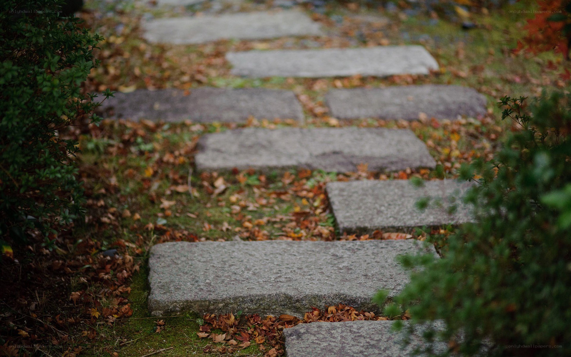 stone path in autumn garden