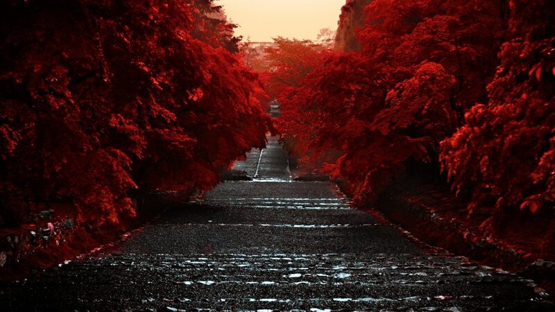 Stone Path in Autumn — Red