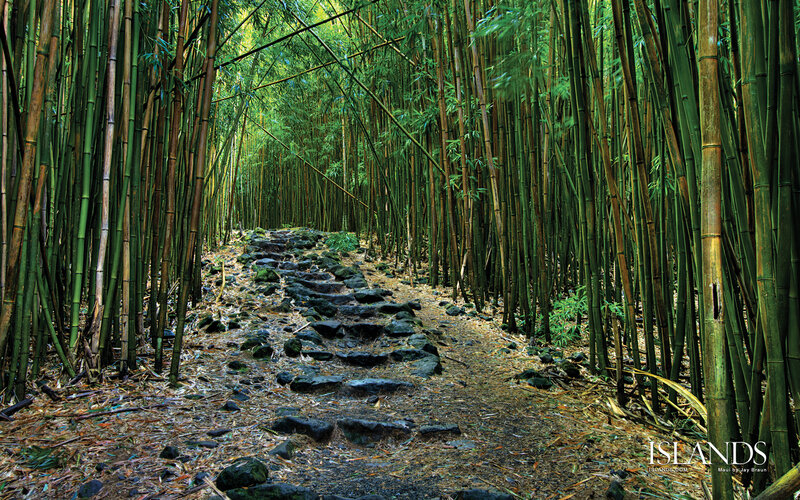 Stone Path in Bamboo Forest
