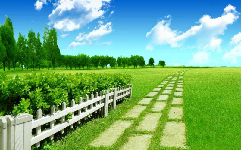 Stone Path in Field