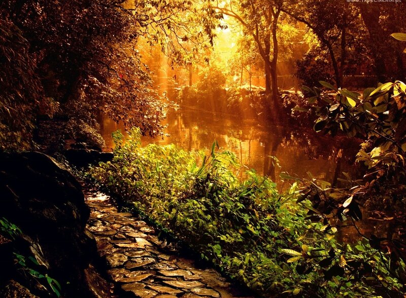 Stone Path in Forest — Gold