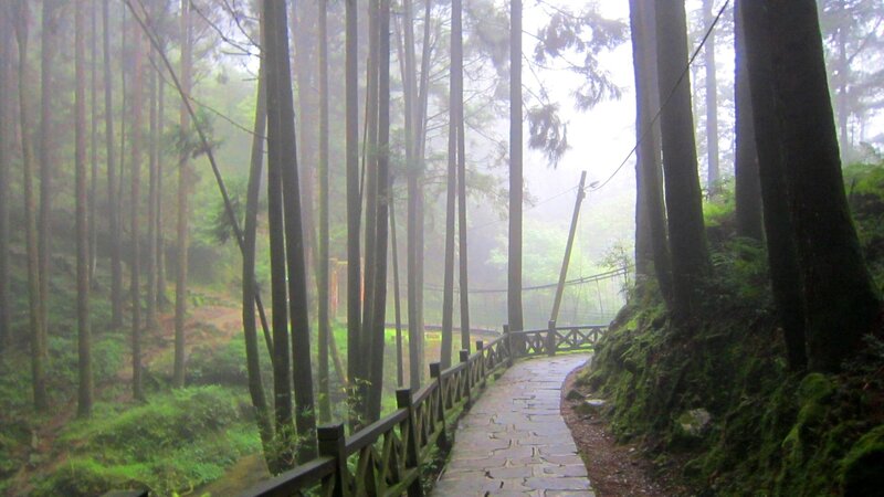 Stone Path in Forest — Green, Misty, Morning, Photograph