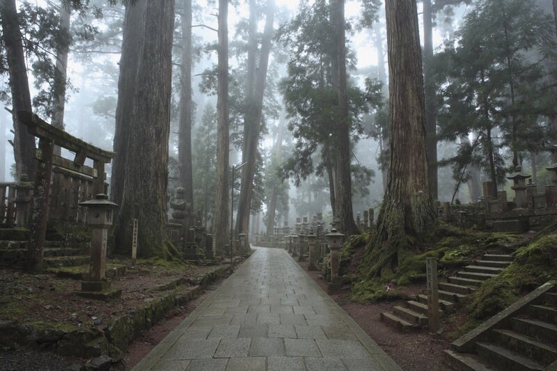 Stone Path in Forest — Green, Misty, Morning