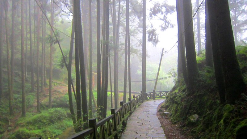 Stone Path in Forest — Green, Misty
