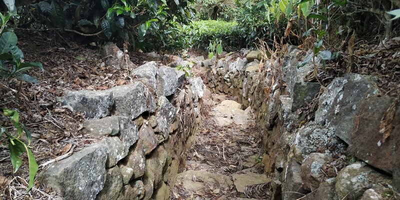 Stone Path in Forest — Green, Natural, Photograph