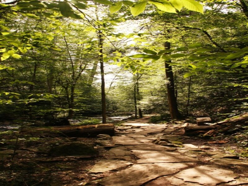 Stone Path in Forest — Green, Serene, Afternoon, Photograph