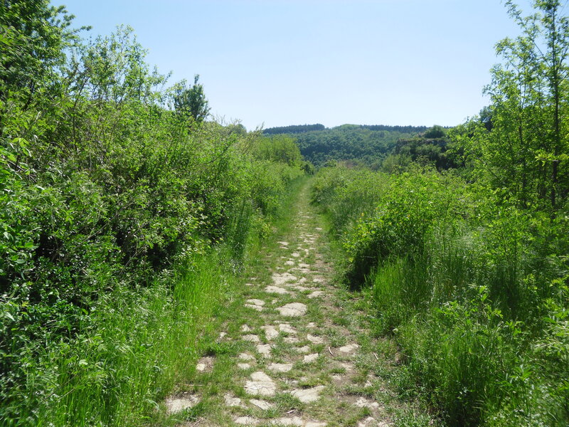 Stone Path in Forest — Green, Serene, Afternoon, Photograph, Trees, Grass