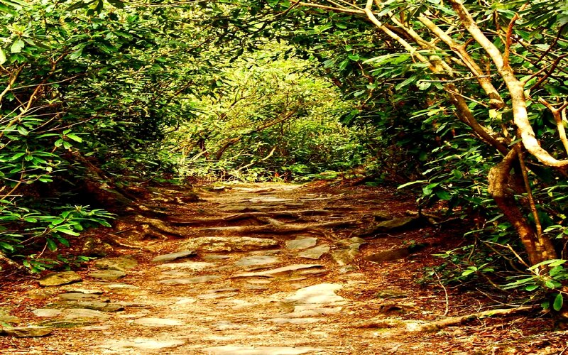 Stone Path in Forest — Green, Serene, Afternoon, Photograph, Trees, Leaves