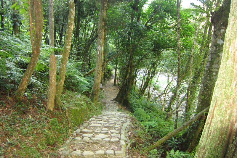 Stone Path in Forest — Green, Serene, Afternoon, Photograph, Trees, River