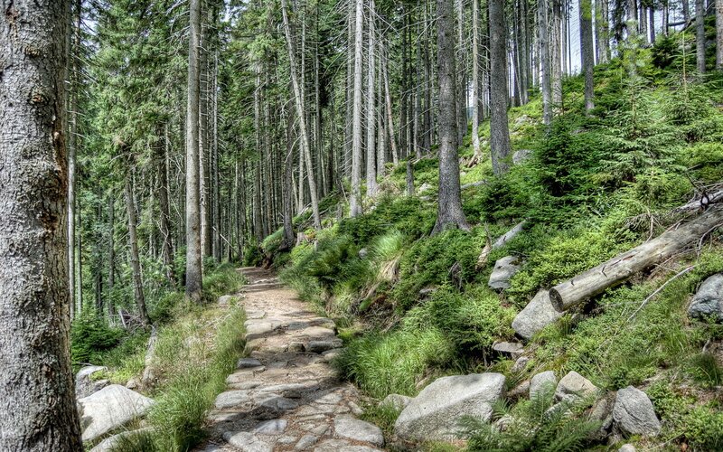 Stone Path in Forest — Green, Serene, Afternoon, Photograph, Trees, Rocks, Grass, Brown, Gray