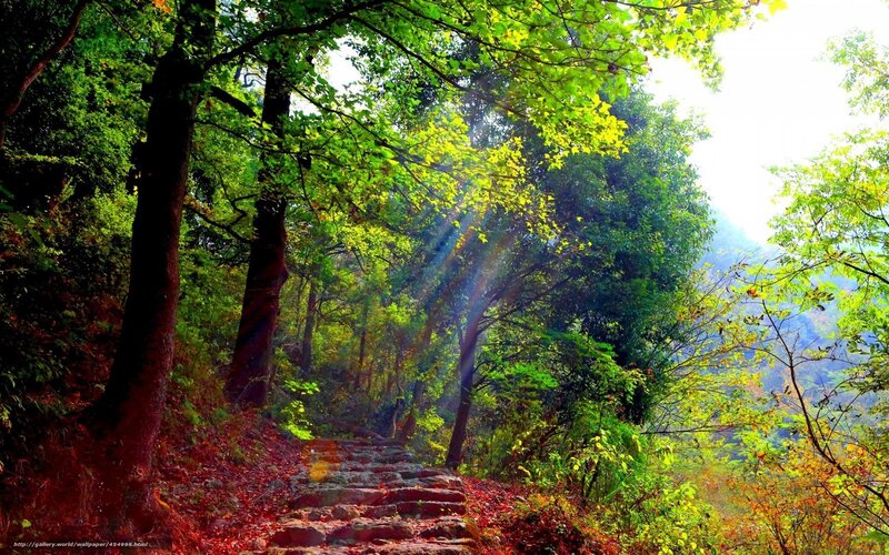 Stone Path in Forest — Green, Serene, Afternoon, Photograph, Trees, Sunlight