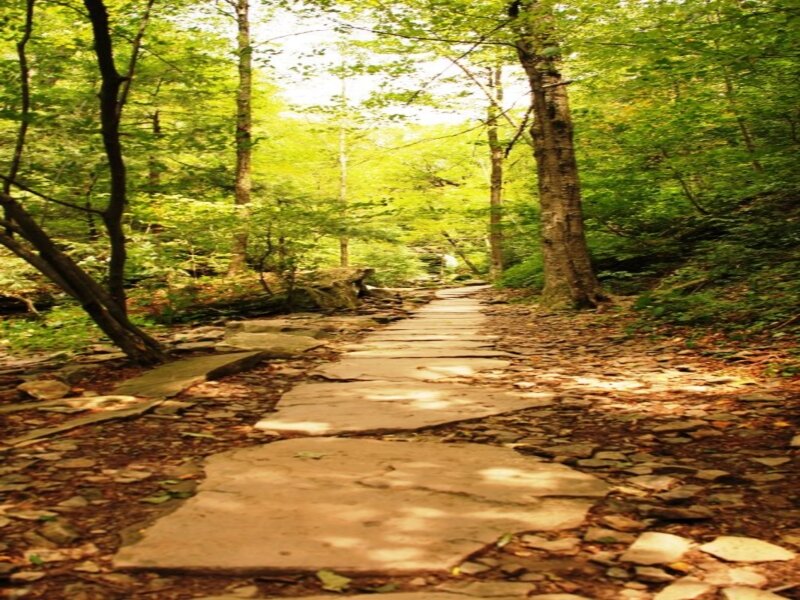 Stone Path in Forest — Green, Serene, Afternoon, Photograph, Trees