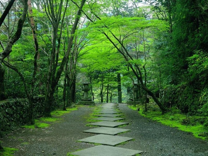 Stone Path in Forest — Green, Serene, Afternoon