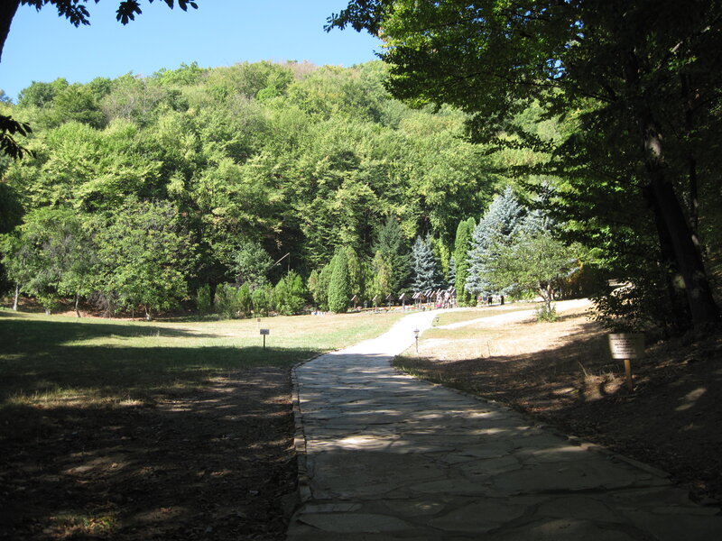 Stone Path in Forest — Green, Serene