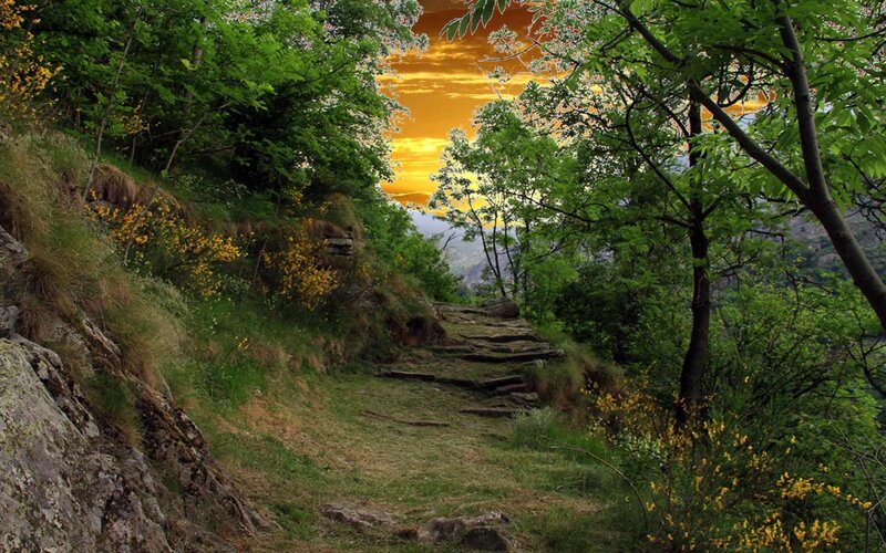 Stone Path in Forest — Green