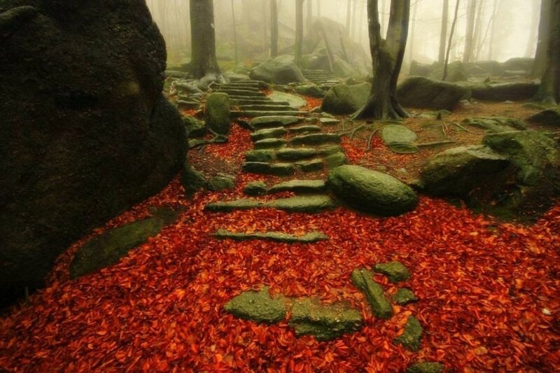 Stone Path in Forest — Red