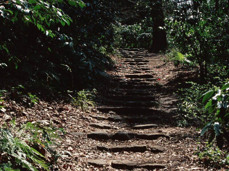 Stone path in forest