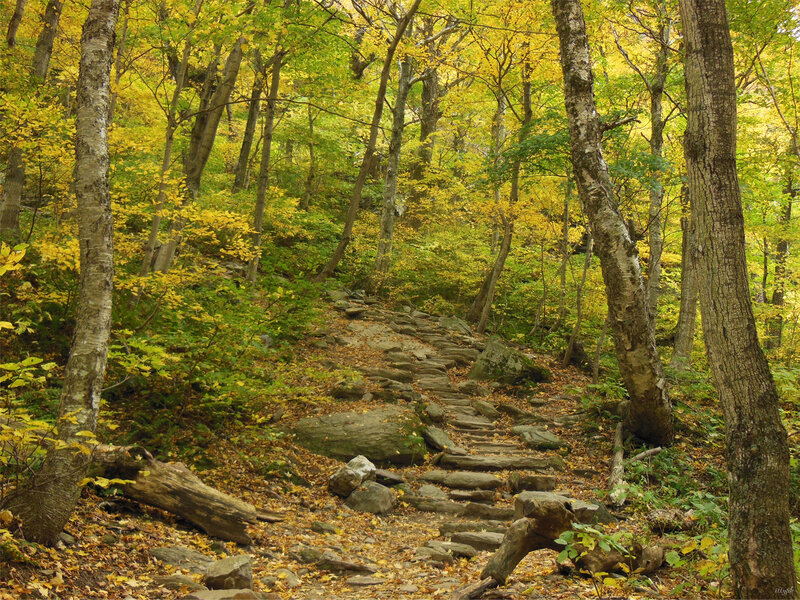 Stone Path in Forest — Yellow