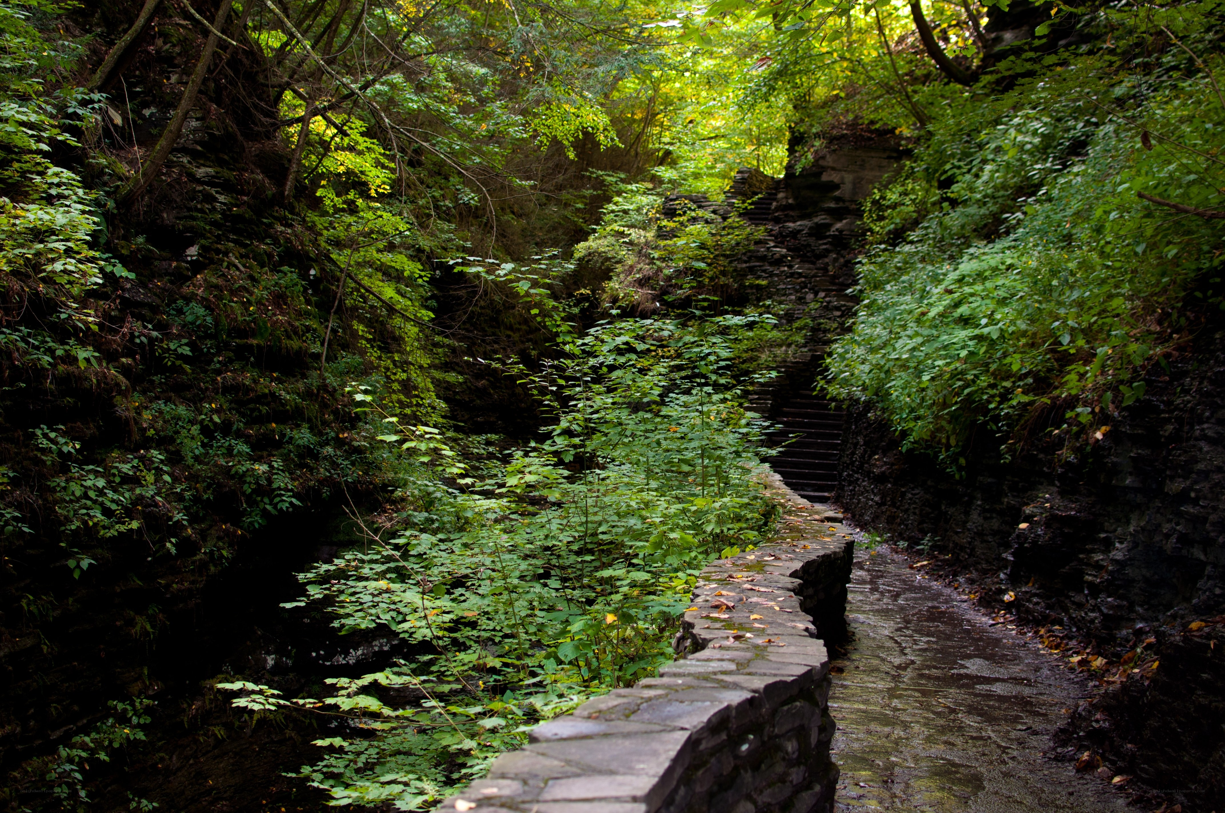 Stone path in forested gorge