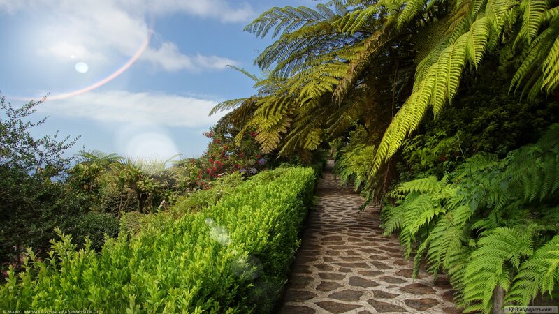 Stone Path in Garden — Green, Serene, Afternoon, Photograph, Ferns