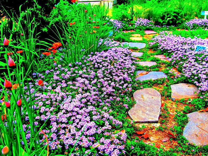Stone Path in Garden — Green, Serene, Spring, Photograph, Flowers