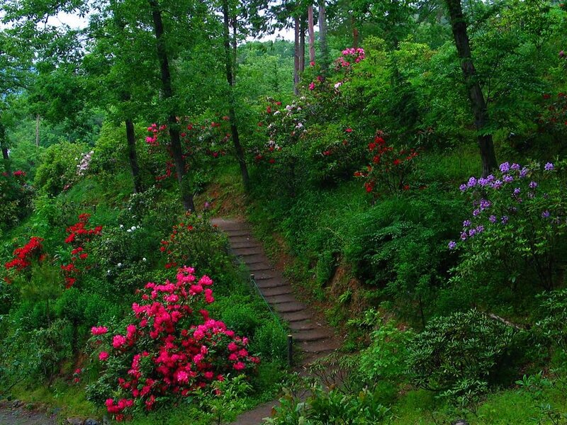 Stone Path in Garden — Green, Serene, Spring, Photograph
