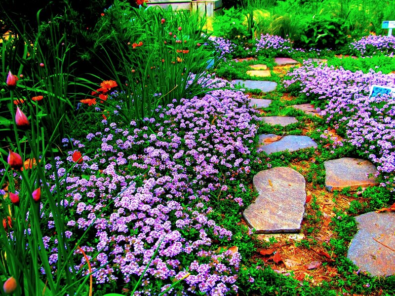 Stone Path in Garden — Purple