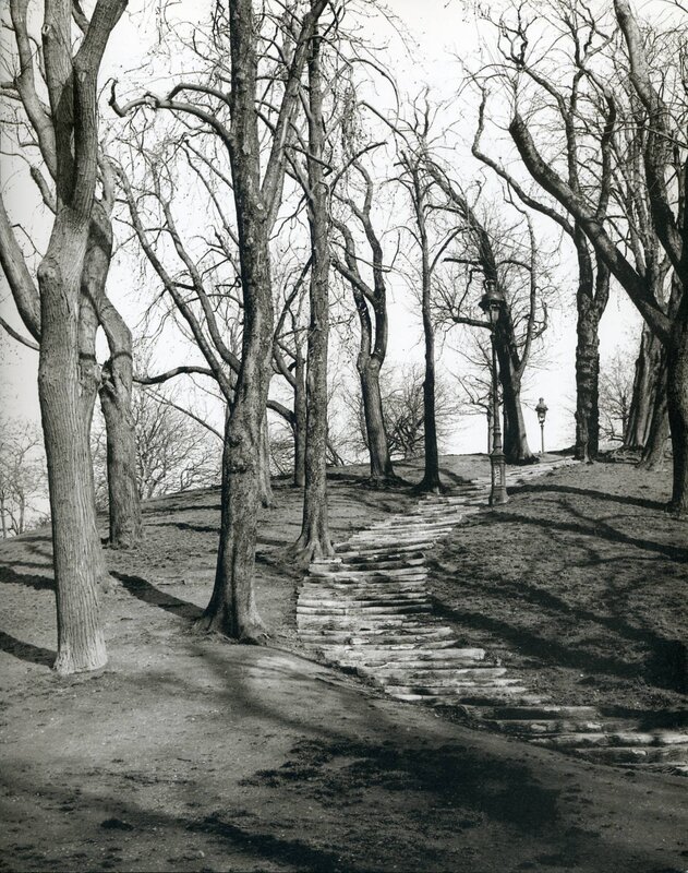 Stone path through bare trees