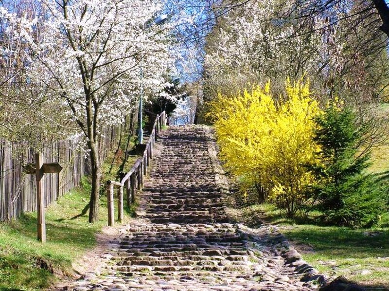 Stone path through blooming trees