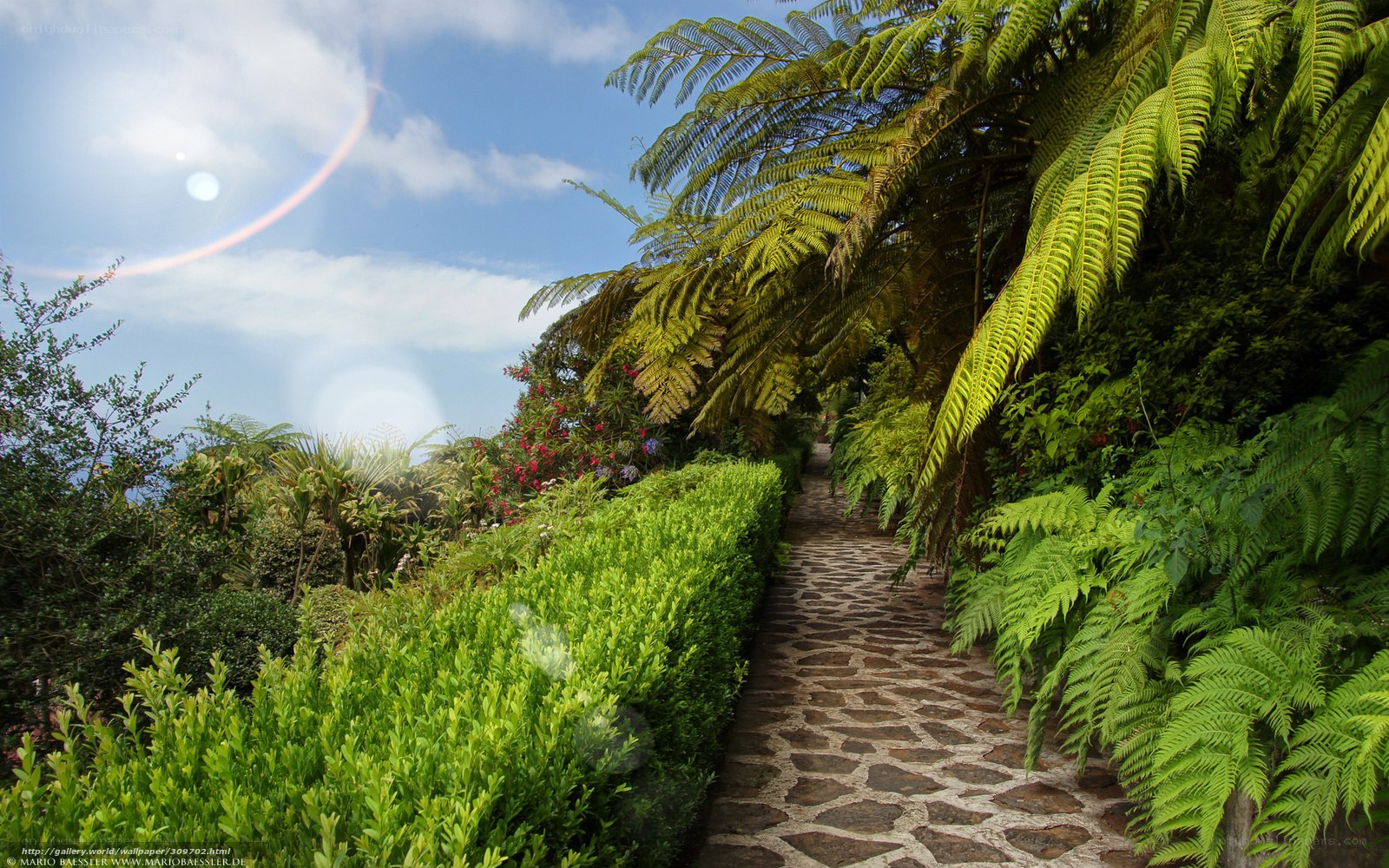 Stone path through lush garden