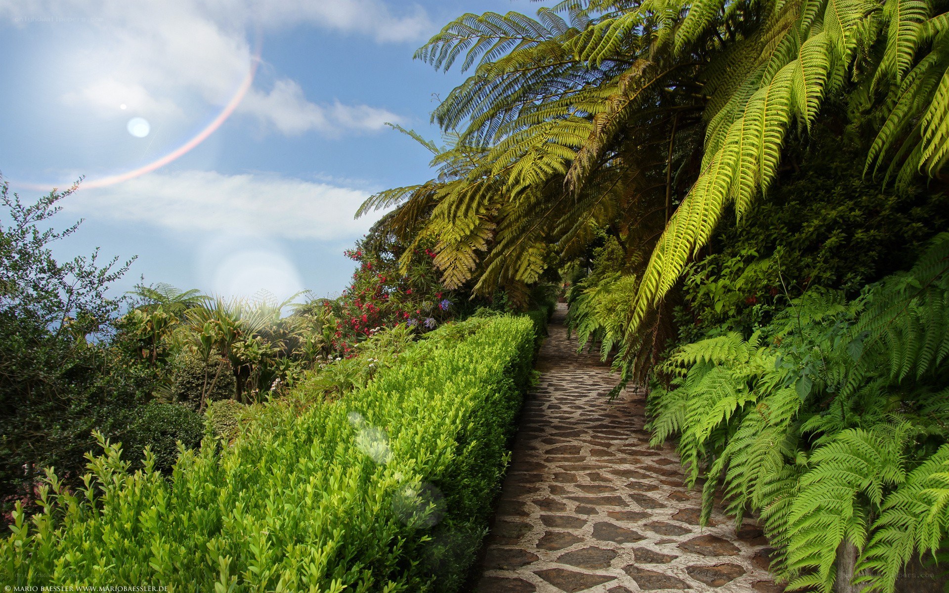 Stone path through lush garden