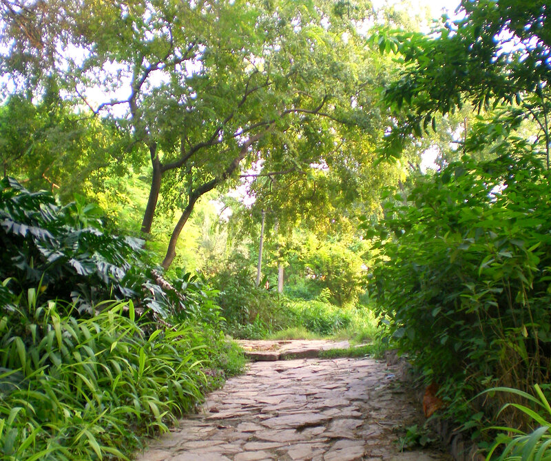 Stone path through lush green garden