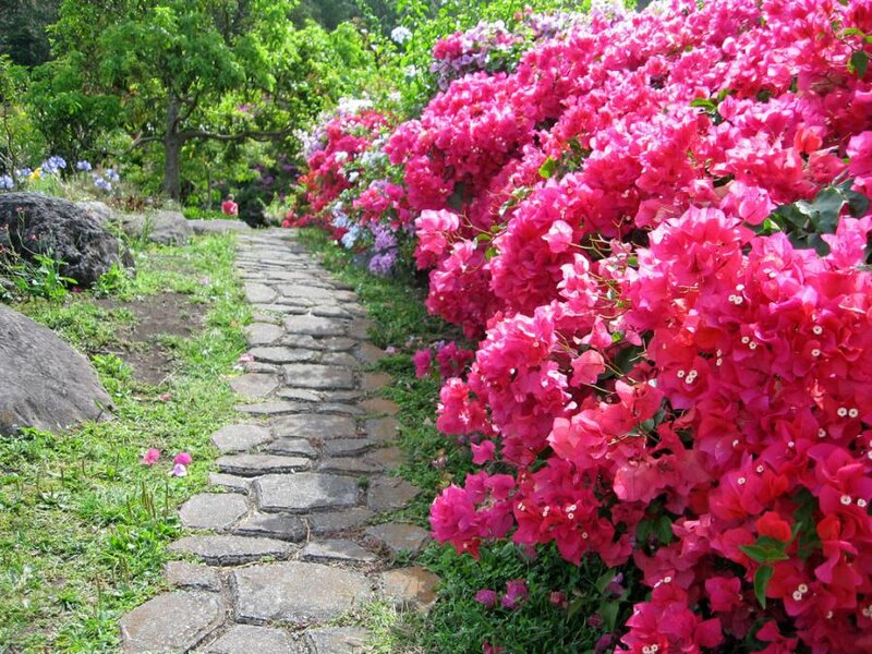 Stone Path with Bougainvillea