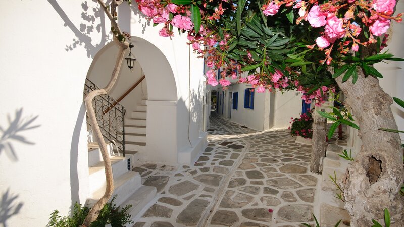 Stone Path with Flowering Tree