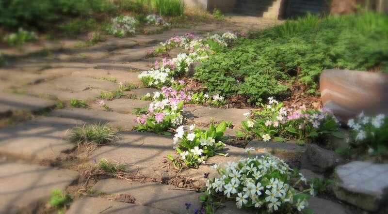 Stone Path with Flowers