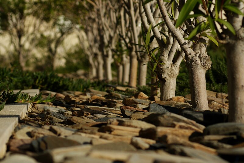 Stone path with trees in garden