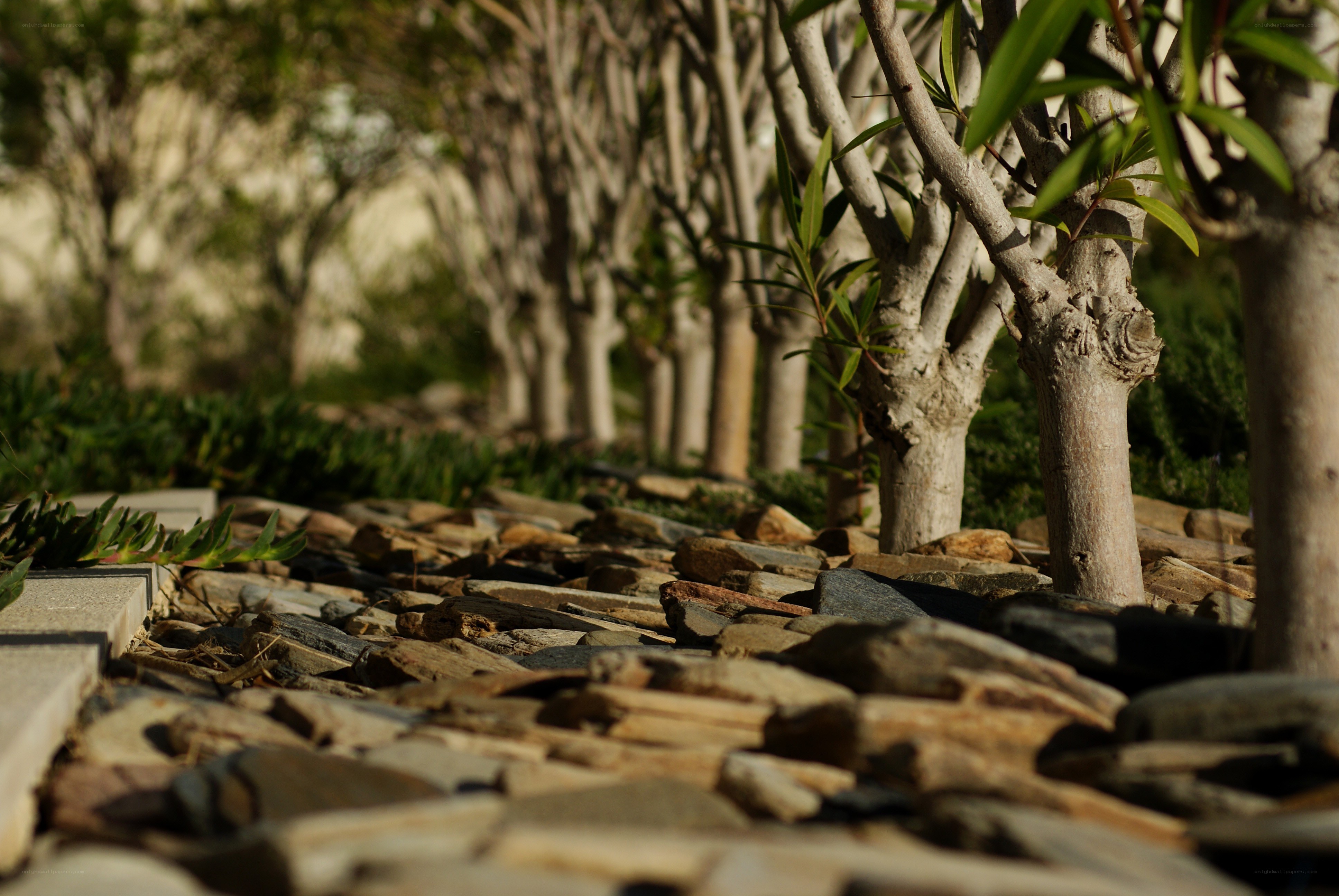 Stone path with trees in garden