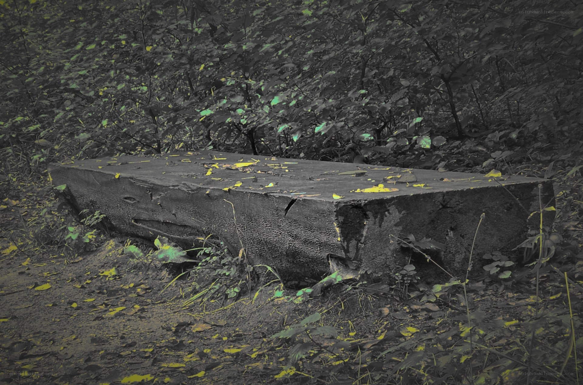 stone slab in forest