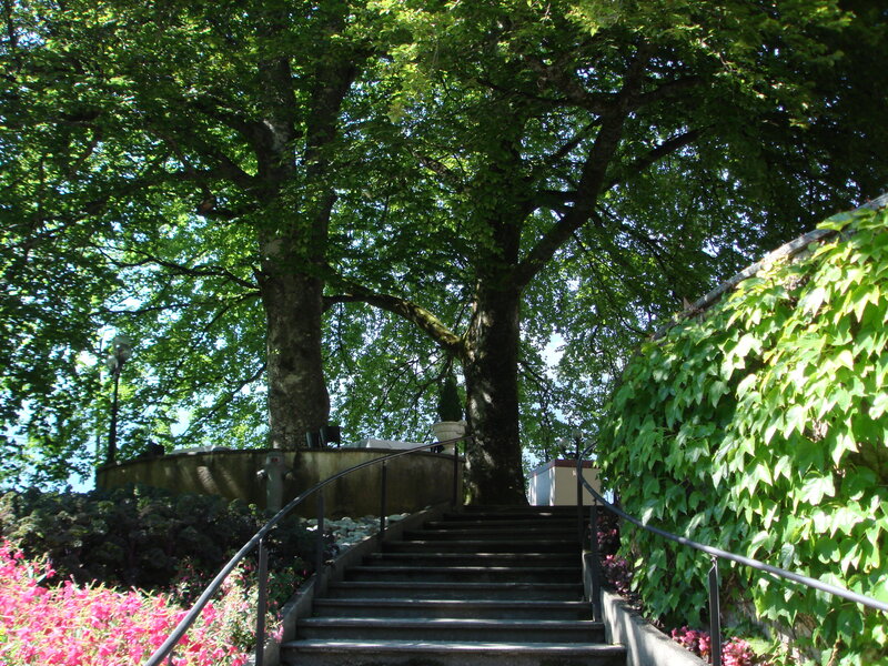 Stone Staircase with Trees