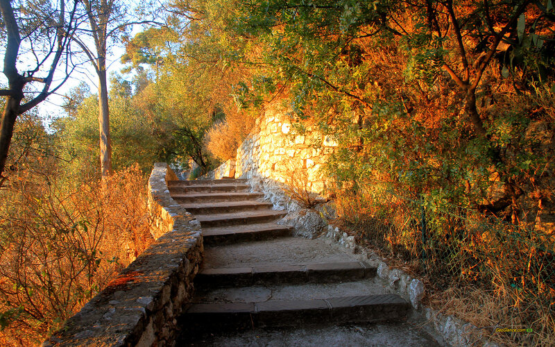 Stone stairs in a forest
