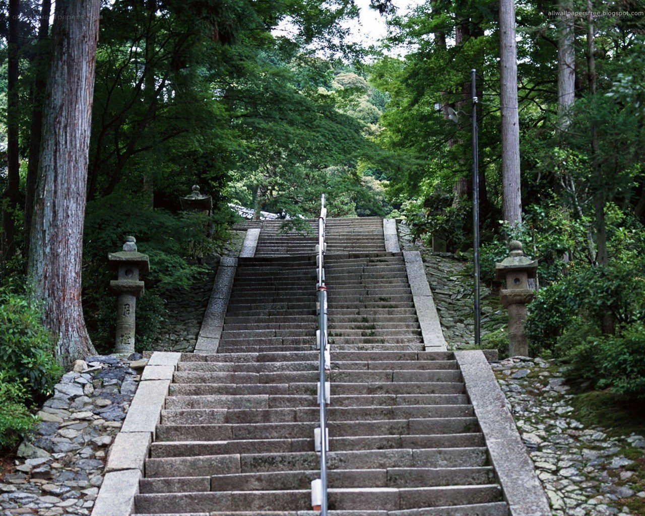 Stone stairs in a forest