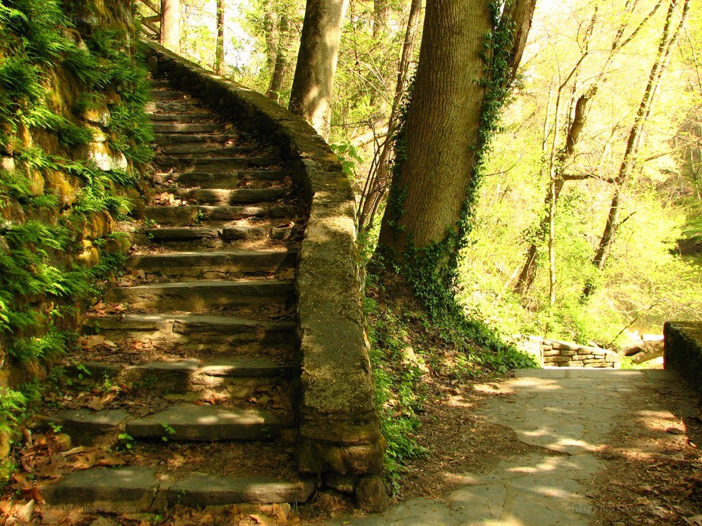 Stone stairs in a forest